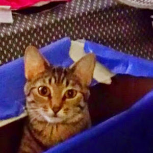 Meet your Posher, Chalonda